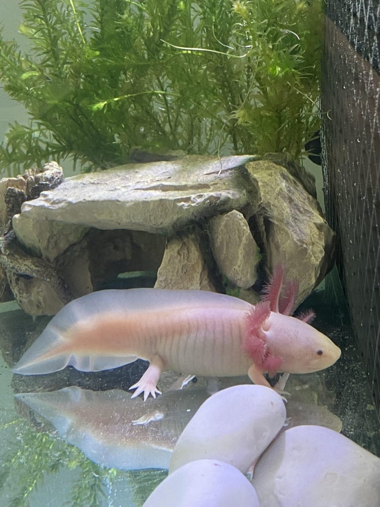 Pale axolotl resting underwater with feathery external gills