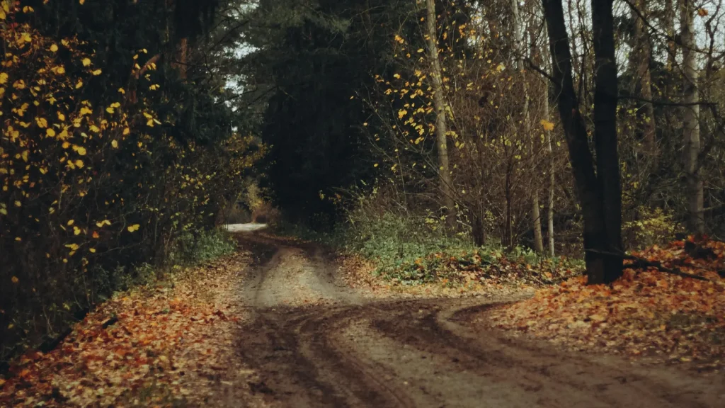 Why Do Leaves Change Colour in Autumn? — documentary reference image