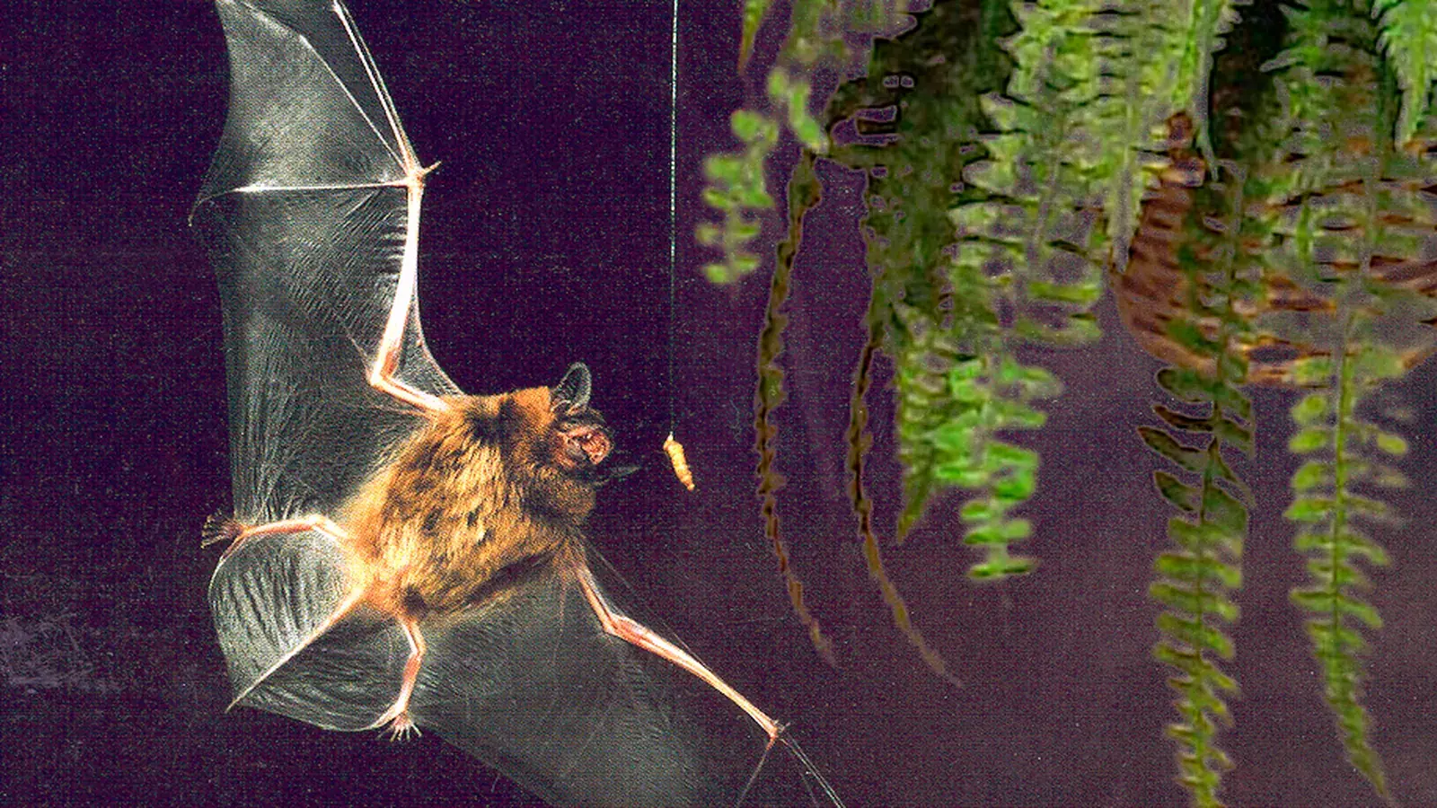 How Bats Build a Sound Map in Complete Darkness featured reference image
