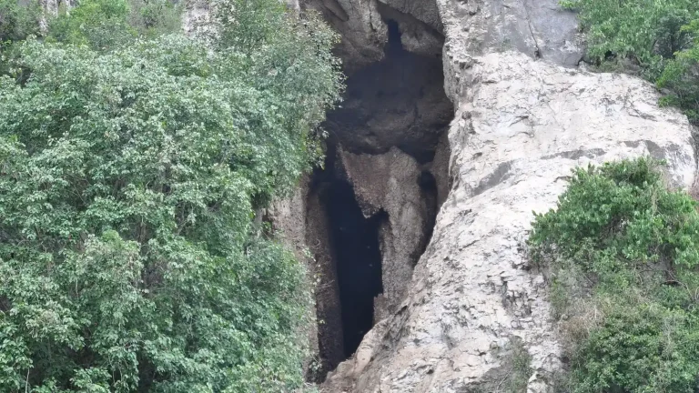 Rocky cave entrance used by a large bat colony, surrounded by green trees