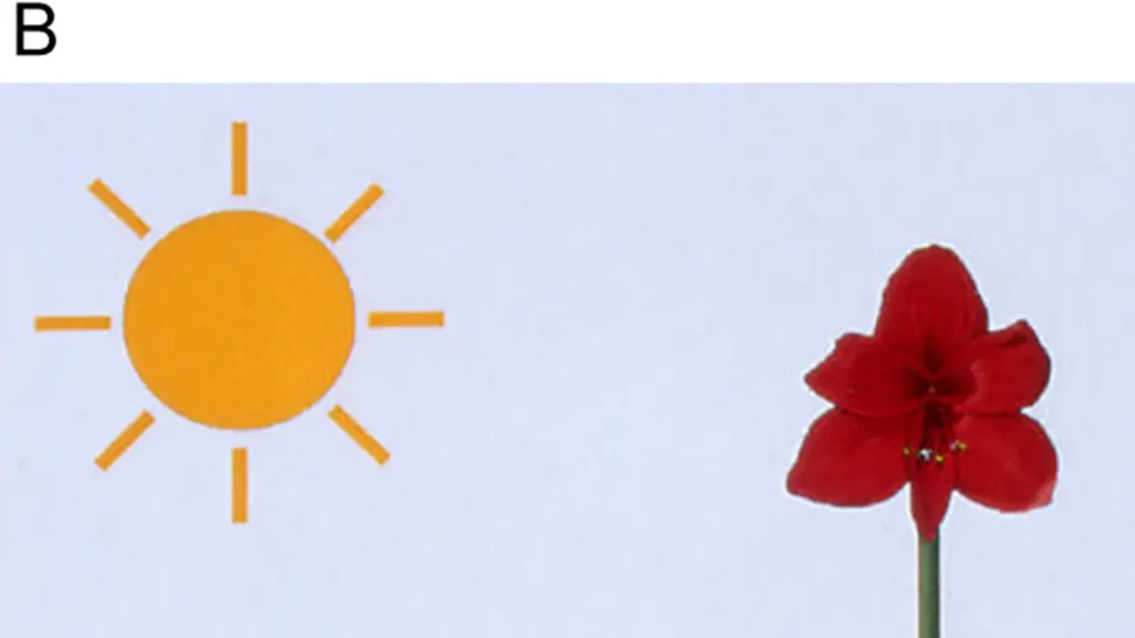 How Honey Bees Turn a Dance into a Map featured reference image