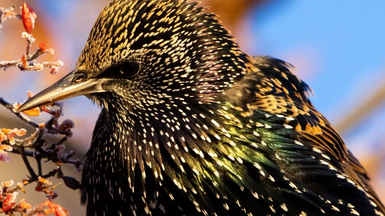 European starling perched among red mountain ash berries in winter