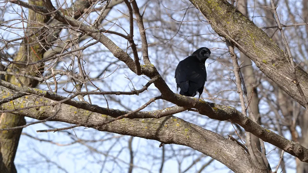 American crow perched on a bare branch against a soft natural background