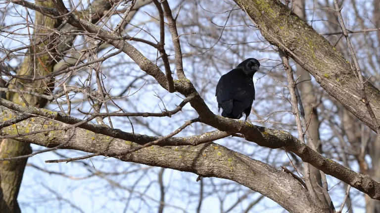 American crow perched on a bare branch against a soft natural background