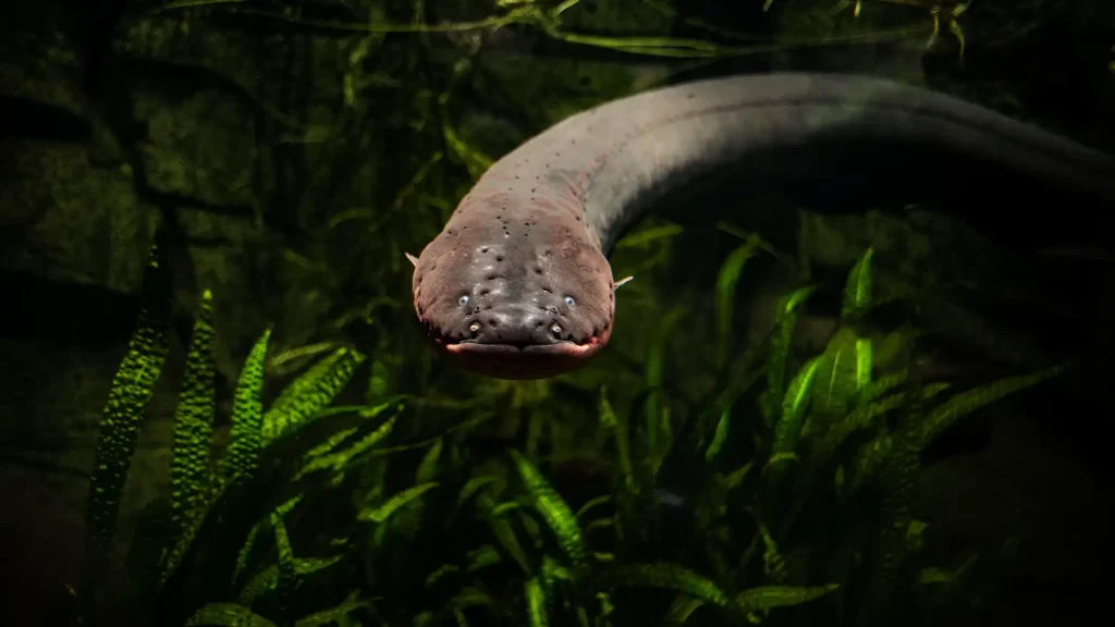Electric eel swimming in a public aquarium