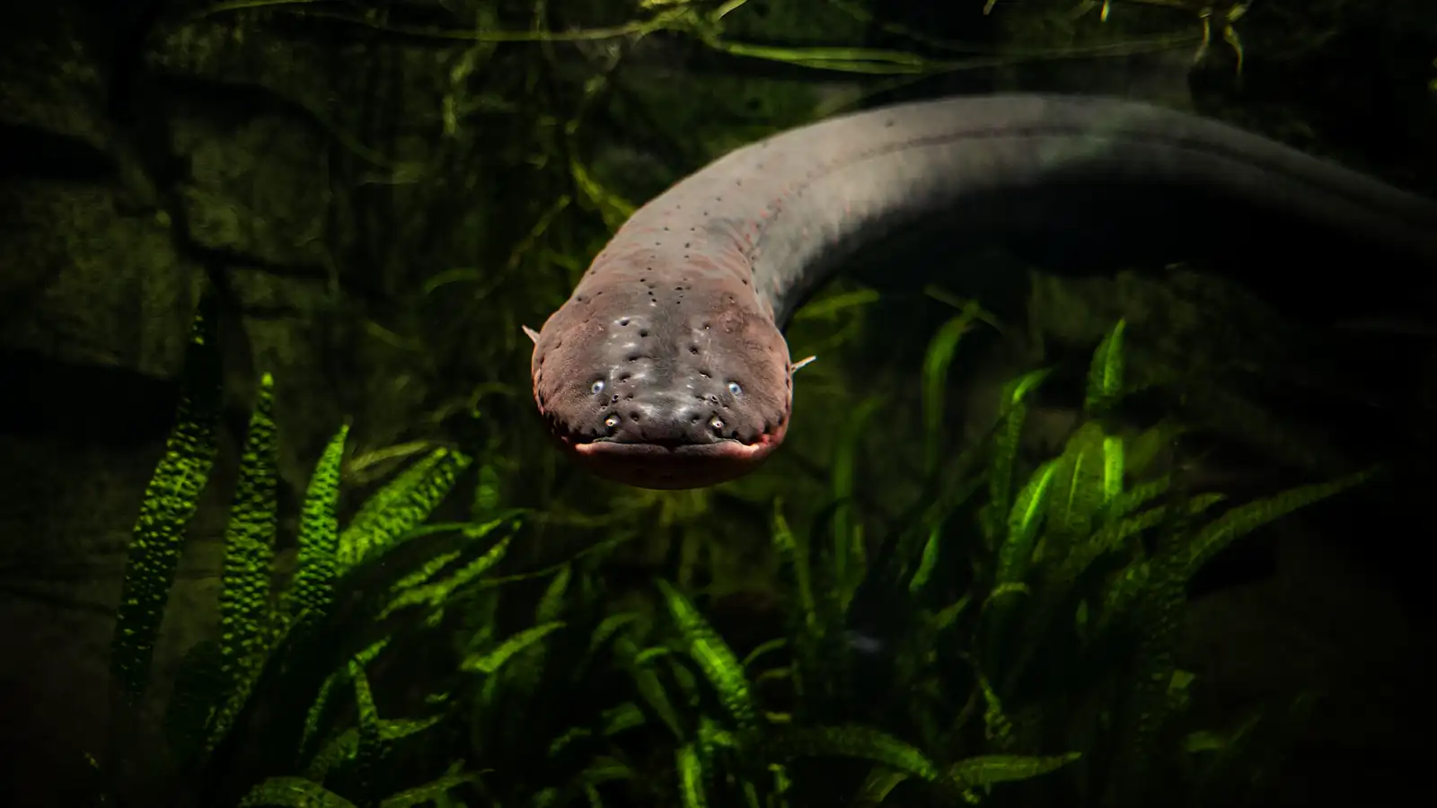 Electric eel swimming in a public aquarium