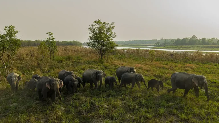 How Elephants Communicate Through Ground Vibrations featured reference image
