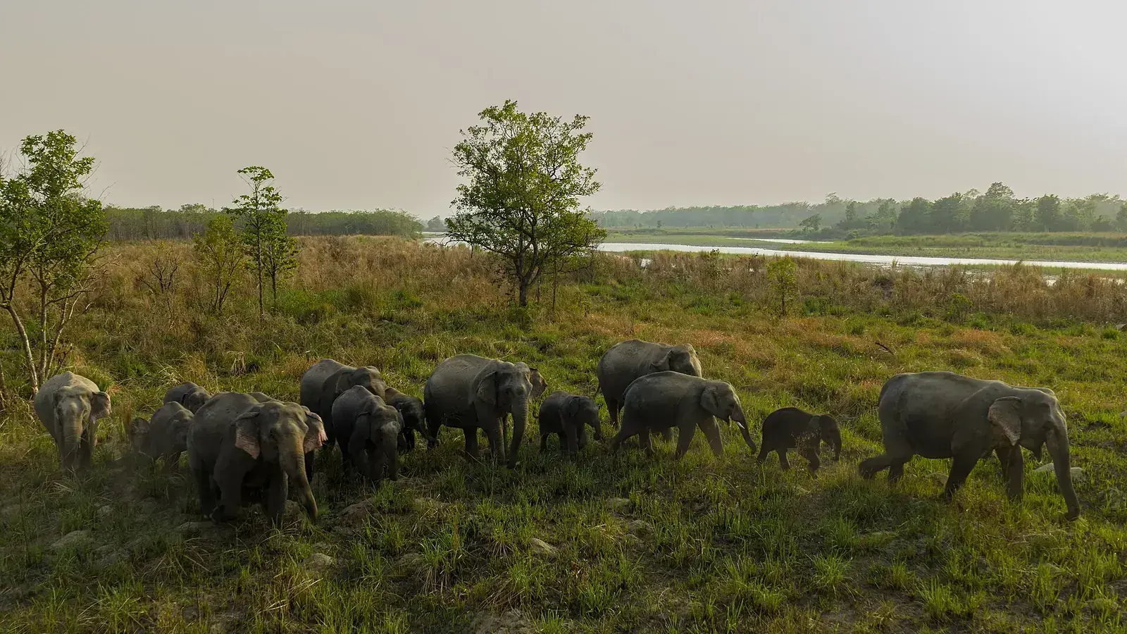 How Elephants Communicate Through Ground Vibrations featured reference image