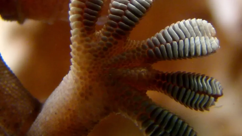 Close-up from beneath glass showing the broad adhesive toe pads of a gecko