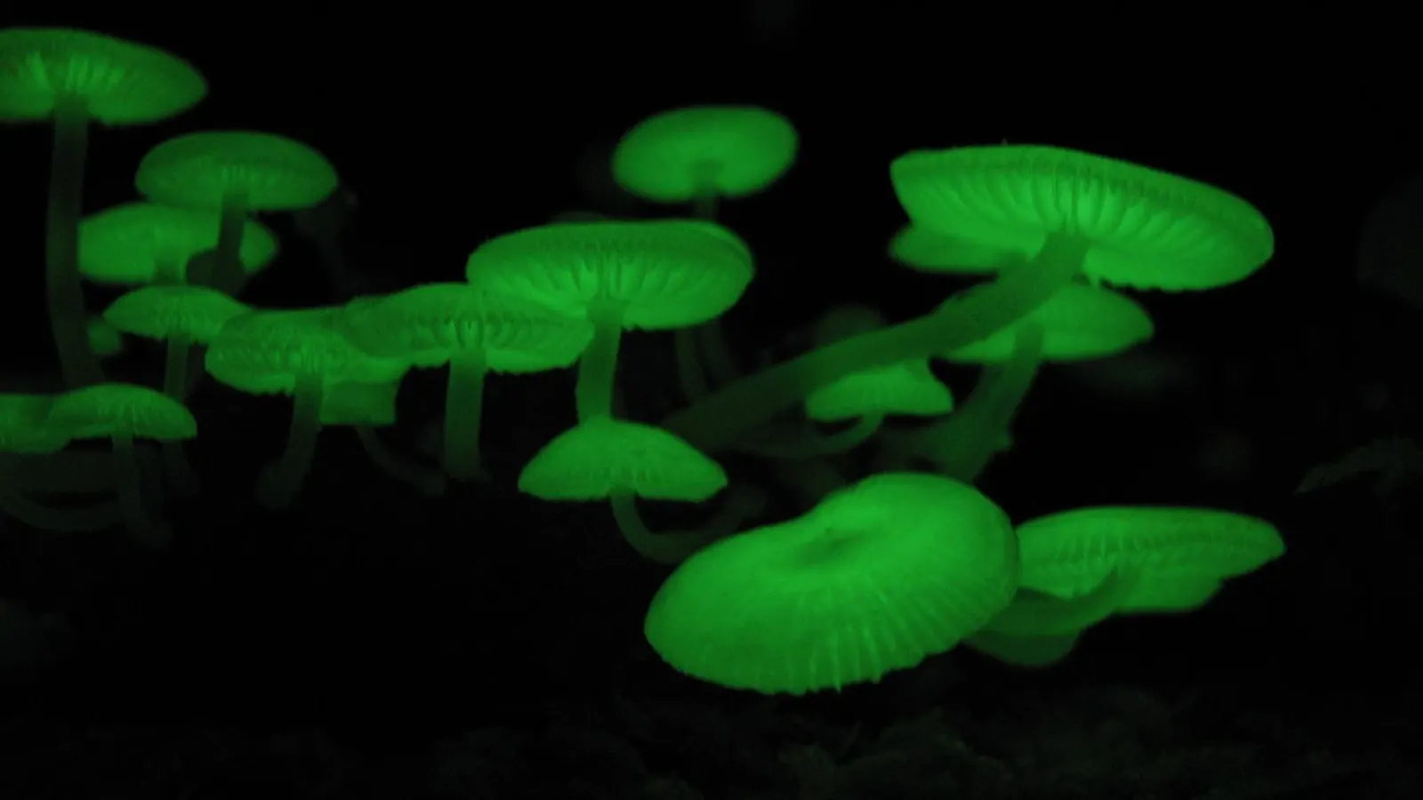 Why Some Fungi Glow in the Dark featured reference image