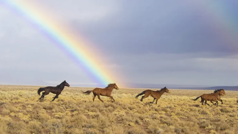 Wild horses running across open rangeland in central Nevada