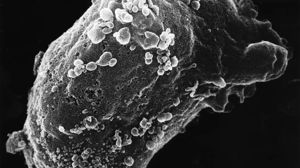How Immune Memory Recognizes a Returning Pathogen featured reference image