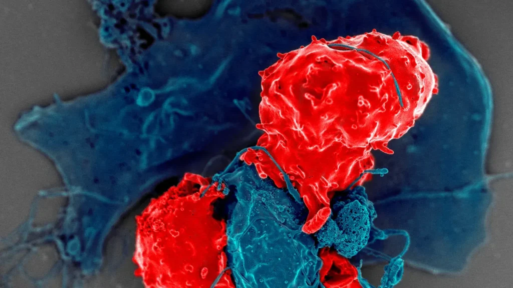 How Immune Memory Recognizes a Returning Infection featured reference image