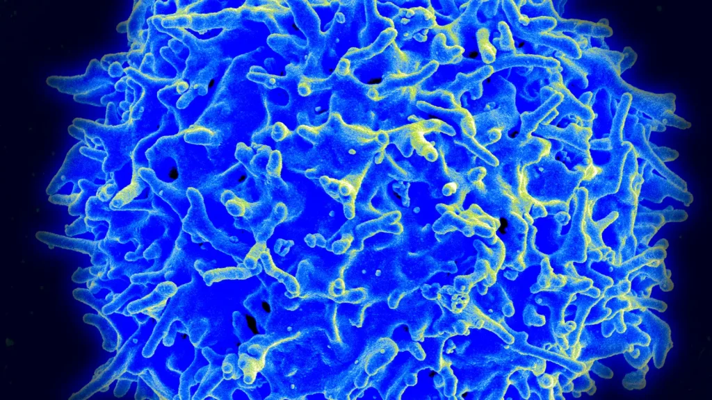 Colorized scanning electron micrograph of a healthy human T cell