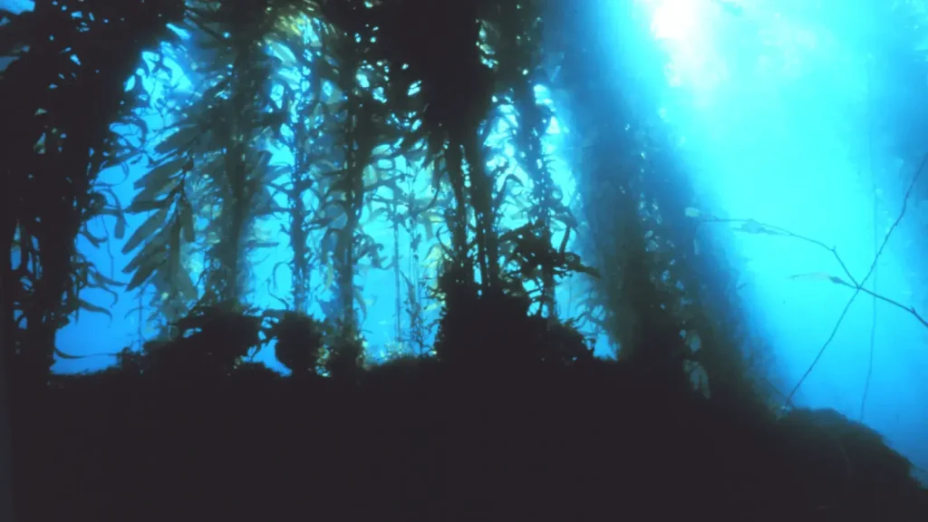 Sunlight filtering through a dense underwater kelp forest