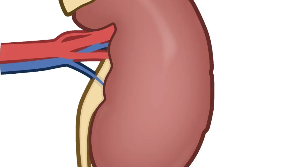 How the Kidneys Keep Water and Salts in Balance featured reference image