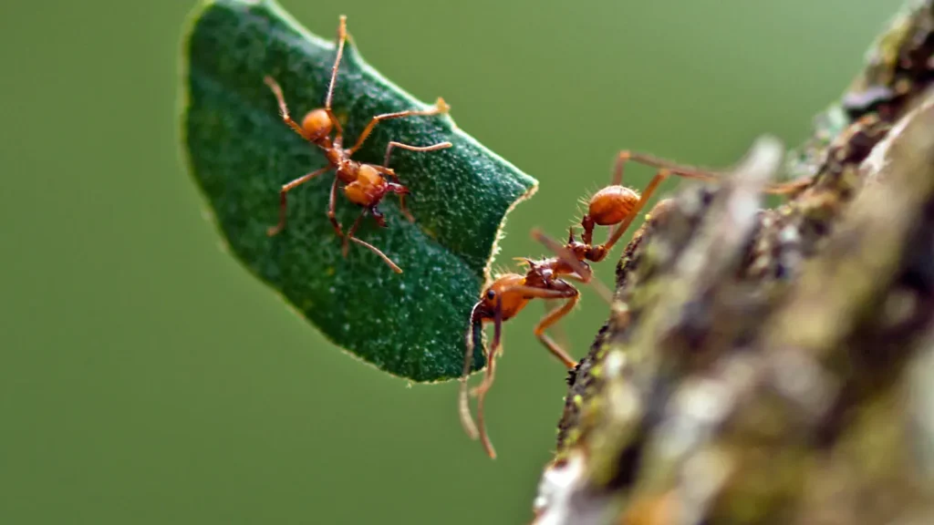 How Leafcutter Ants Maintain Underground Fungus Farms featured reference image