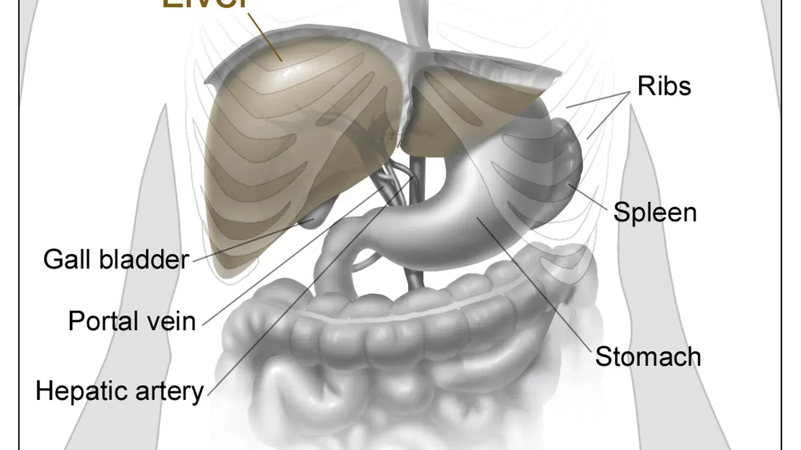 How the Liver Rebuilds Lost Tissue featured reference image