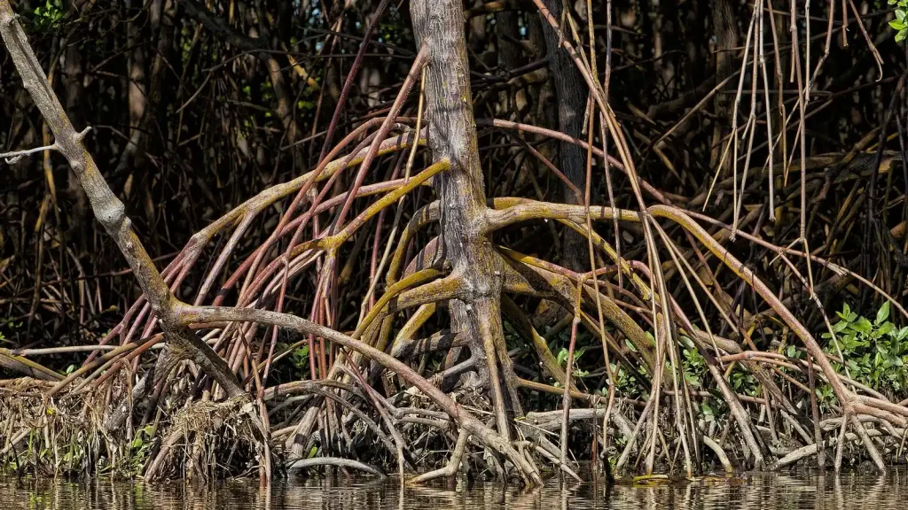 How Mangrove Roots Protect and Rebuild Coastlines featured reference image