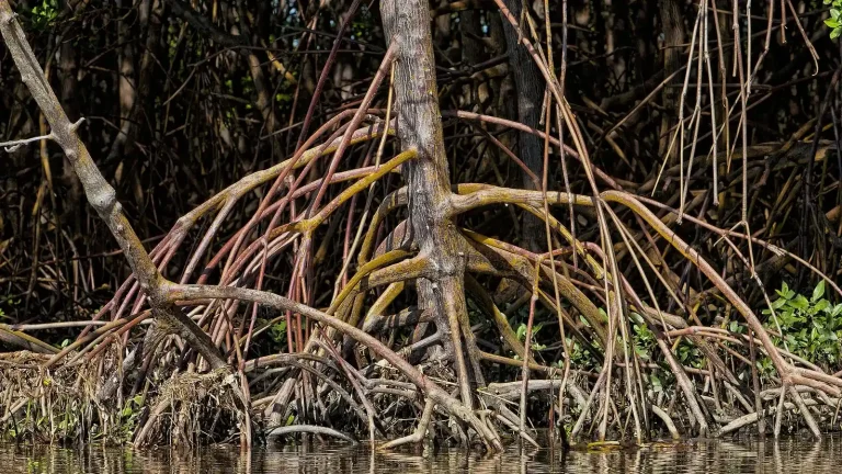 How Mangrove Roots Protect and Rebuild Coastlines featured reference image