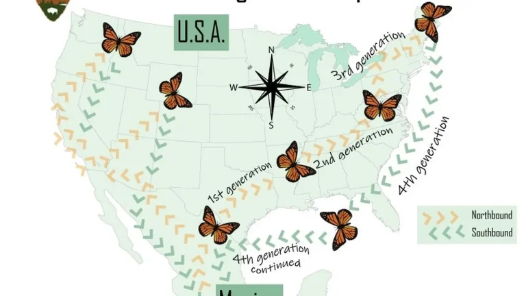 How Monarch Butterflies Navigate Across a Continent featured reference image