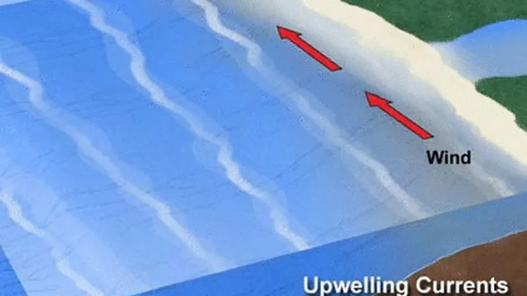 How Ocean Upwelling Feeds Some of Earth’s Richest Ecosystems featured reference image