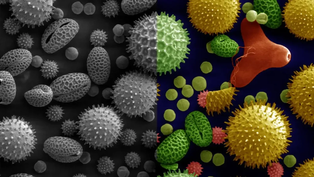 Colorized scanning electron microscope image showing several kinds of pollen grains