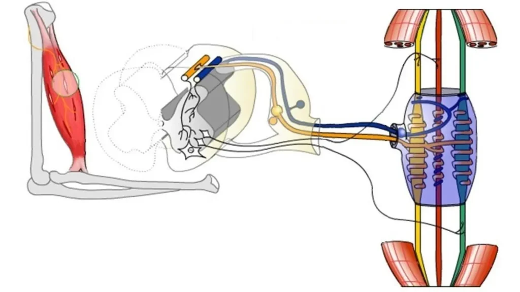 An anatomical model demonstrating the structure of a muscle spindle