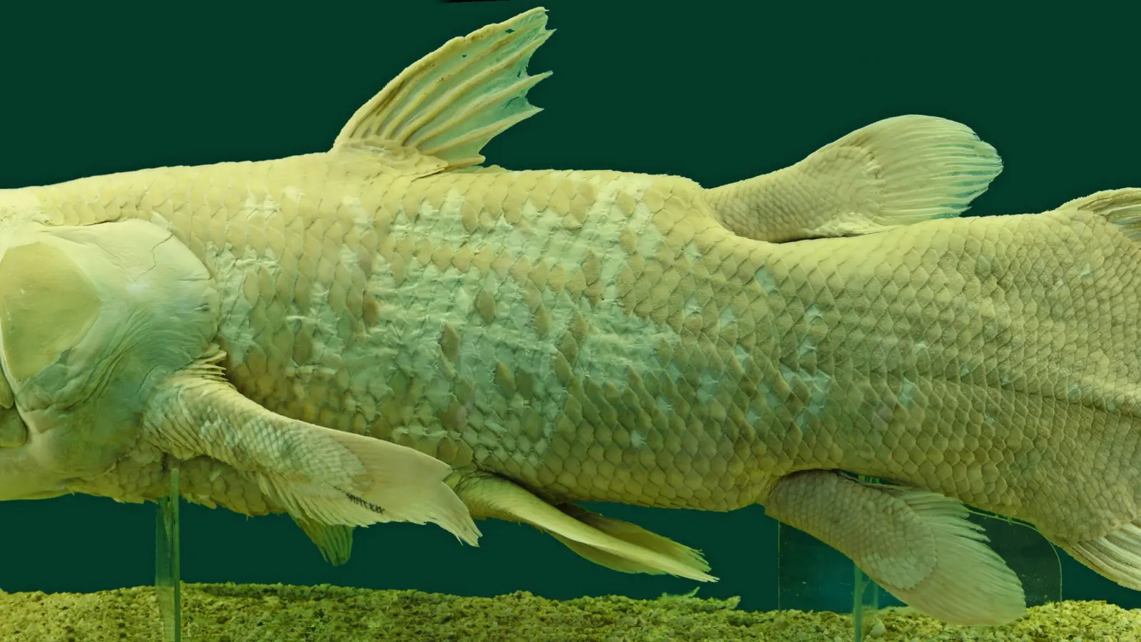 Preserved coelacanth displayed in a natural history museum