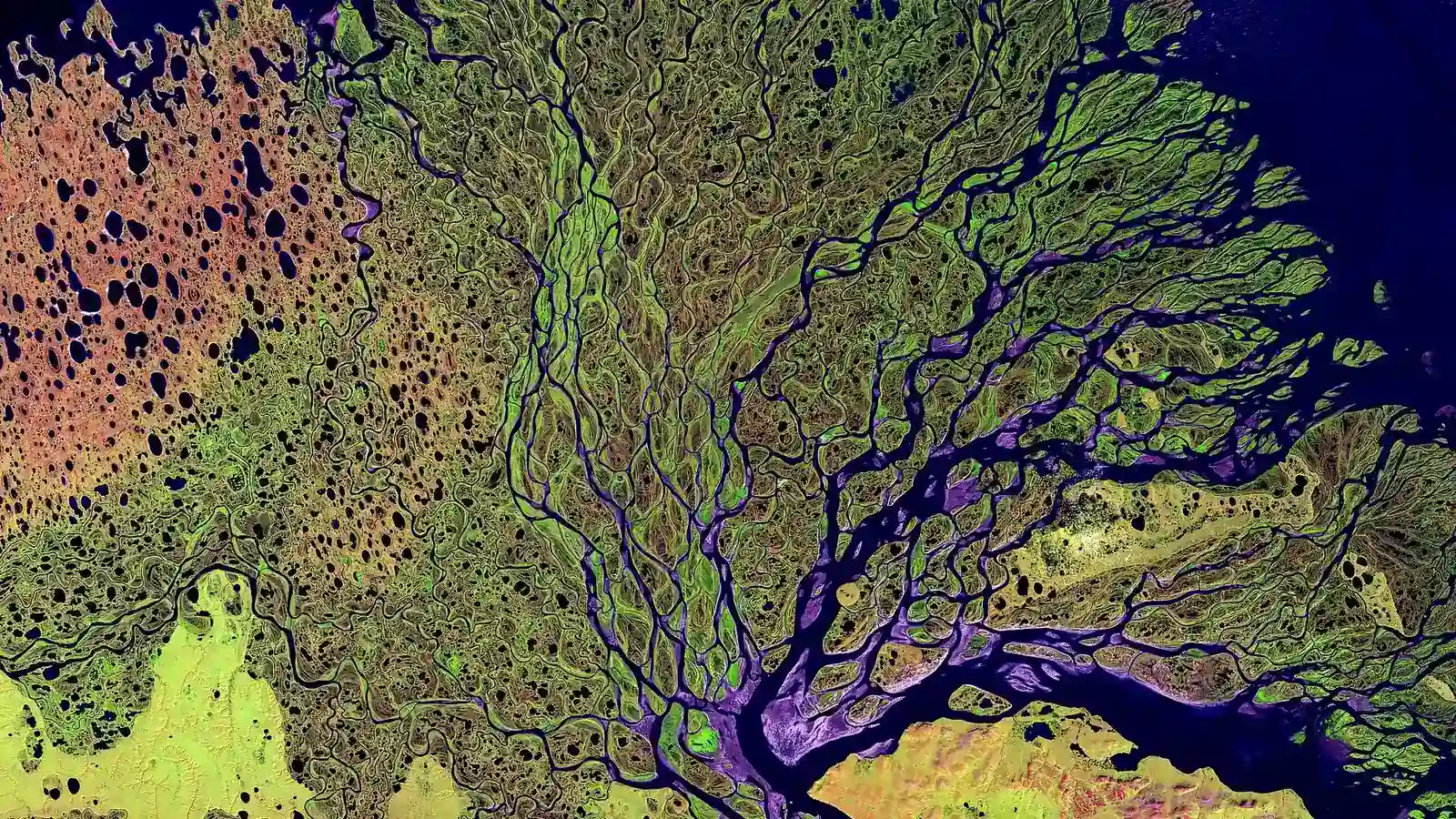 Satellite view of branching channels across the Lena River delta