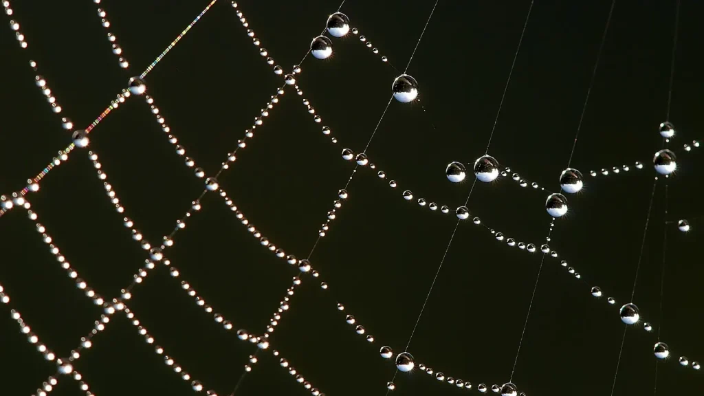 How Spiders Read Vibrations Through Their Webs featured reference image