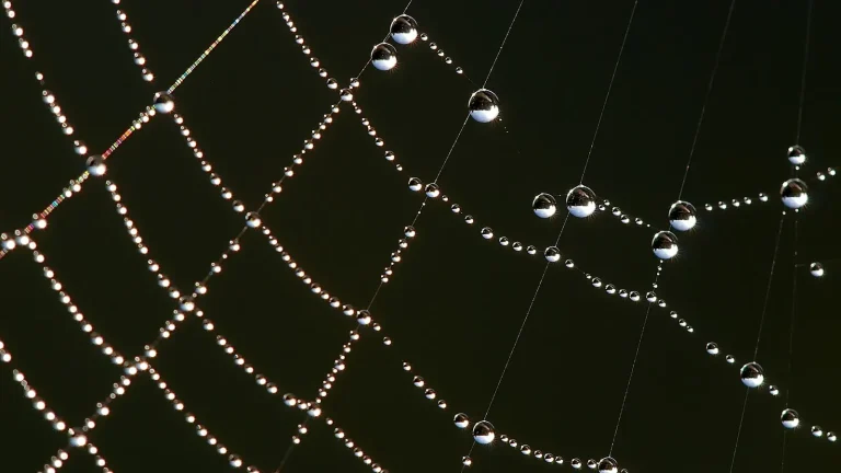 How Spiders Read Vibrations Through Their Webs featured reference image
