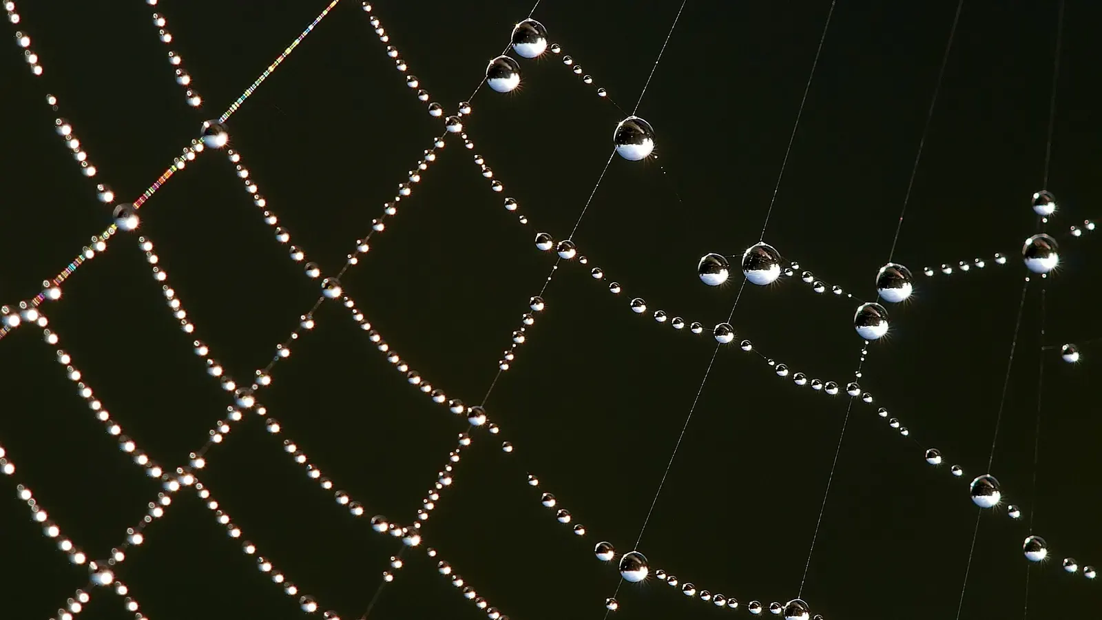 How Spiders Read Vibrations Through Their Webs featured reference image