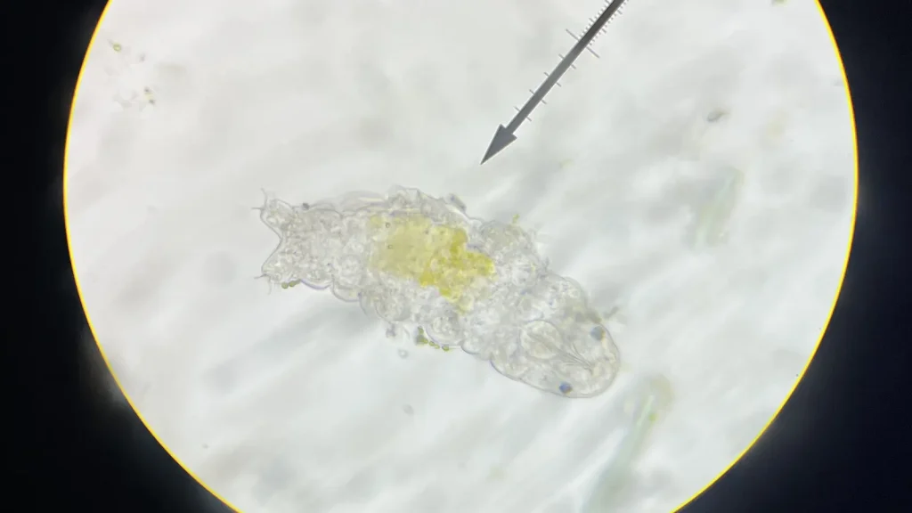 A tardigrade viewed through a microscope against a pale background