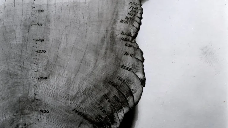 Historic cross-section of a ponderosa pine marked with dated growth rings and fire scars