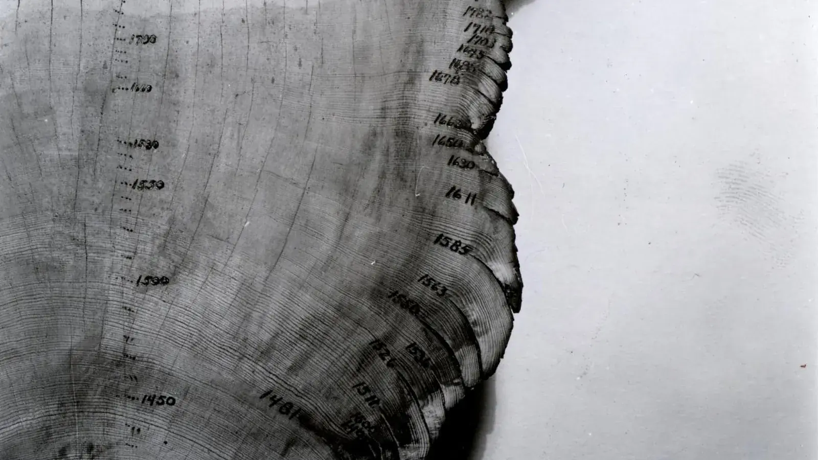 Historic cross-section of a ponderosa pine marked with dated growth rings and fire scars