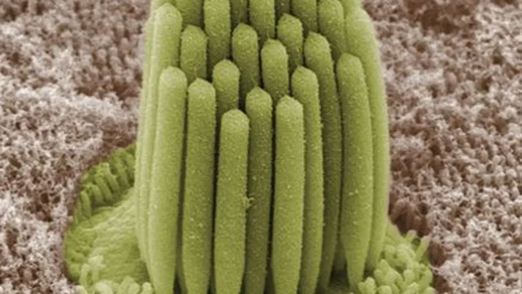Colorized microscope view of tightly packed stereocilia from an inner ear