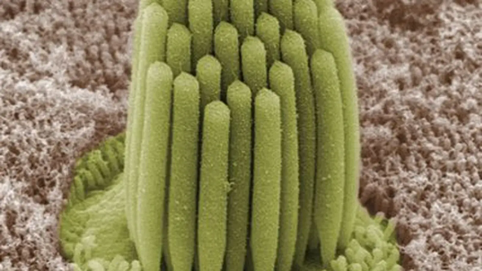 Colorized microscope view of tightly packed stereocilia from an inner ear