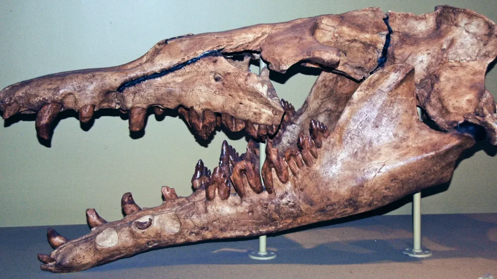 Fossil skeleton of the ancient whale Basilosaurus in a museum display