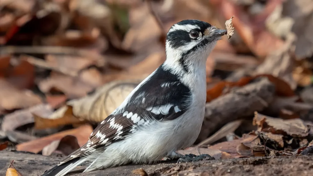 How Woodpeckers Withstand Repeated Impacts featured reference image