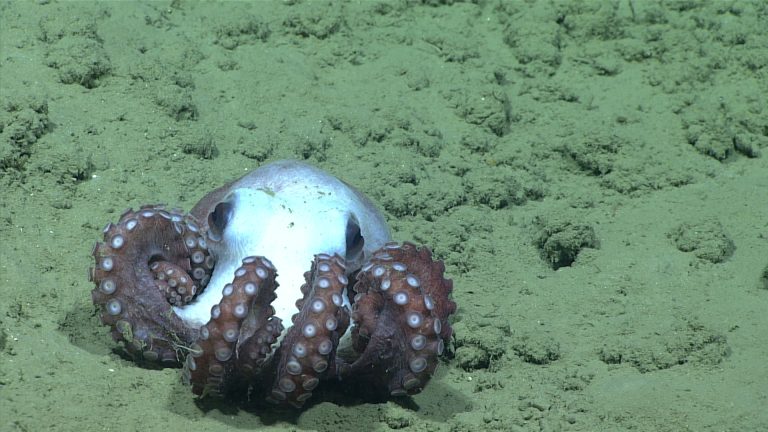 Deep-sea octopus resting on a soft seafloor at 1600 meters depth