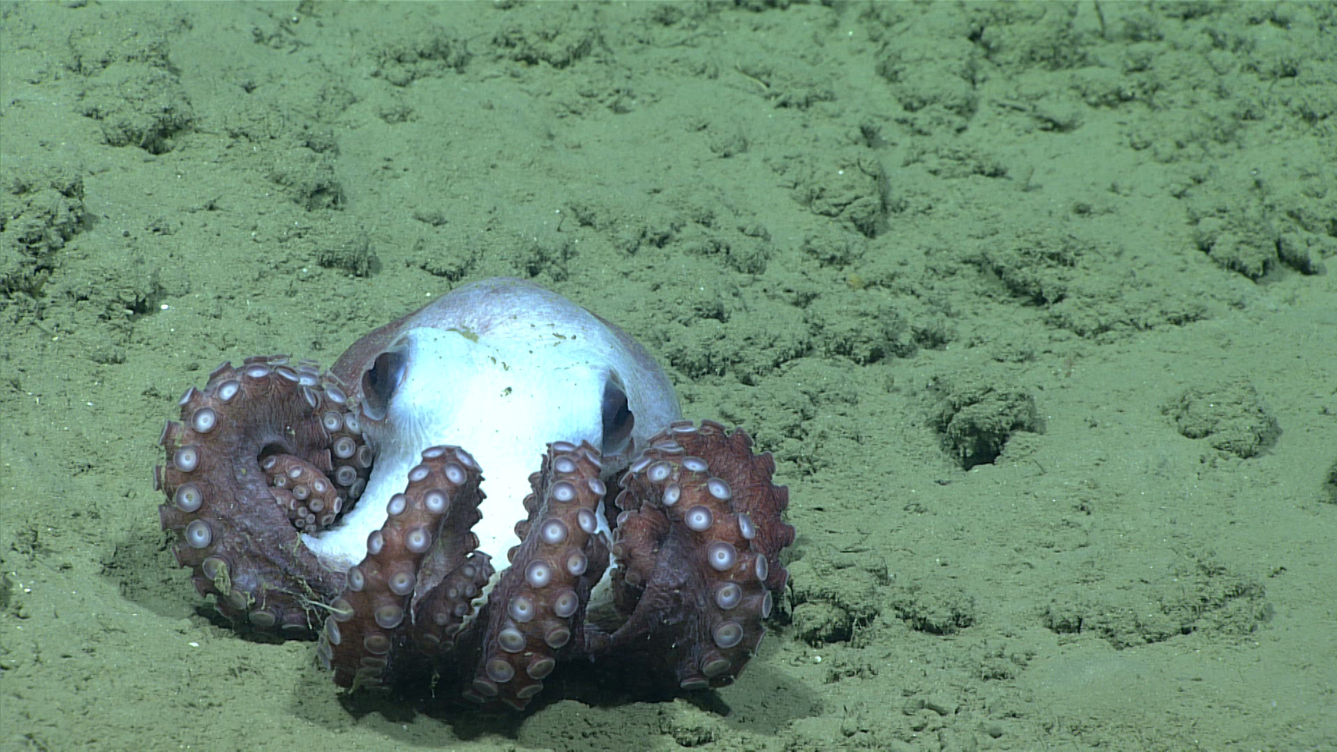 Deep-sea octopus resting on a soft seafloor at 1600 meters depth