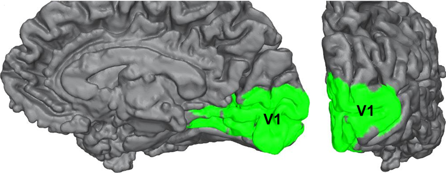High-resolution MRI slices showing the location and structure of human primary visual cortex