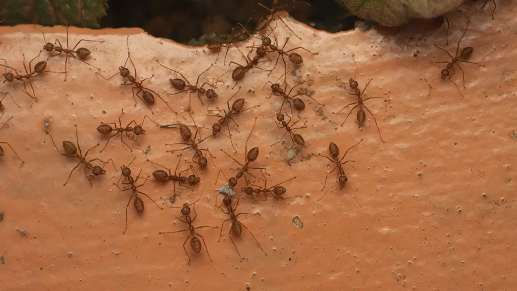 Several ants travelling together while carrying food
