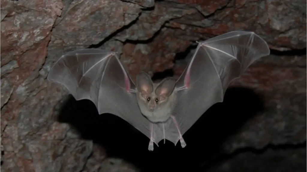 Bat flying through a dark abandoned mine shaft
