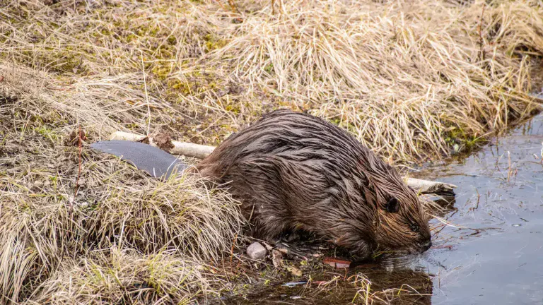 North American beaver standing beside water in a mountain park
