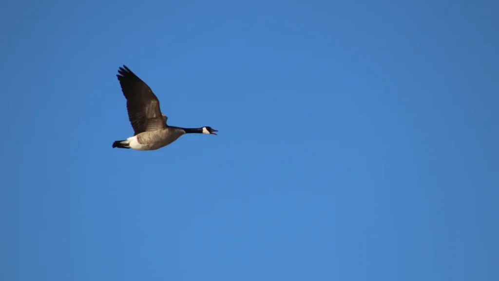 Canada goose flying above a wetland landscape