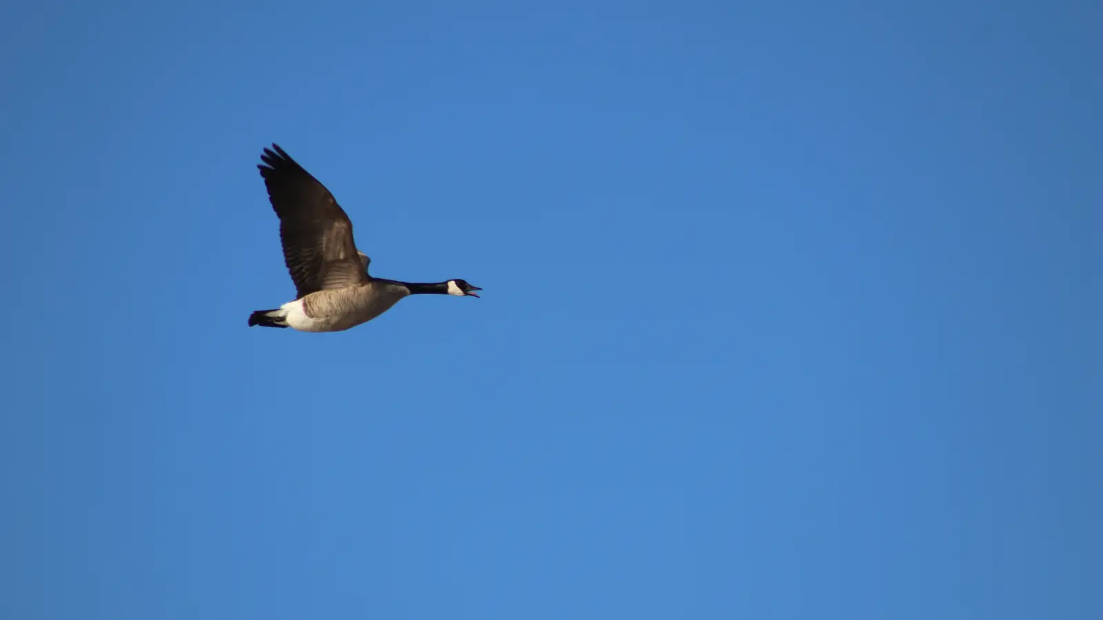 Canada goose flying above a wetland landscape