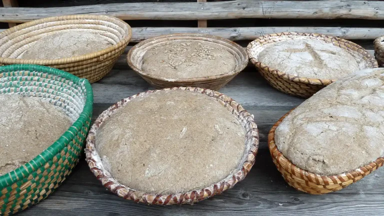 Rounds of bread dough rising in lined proofing baskets