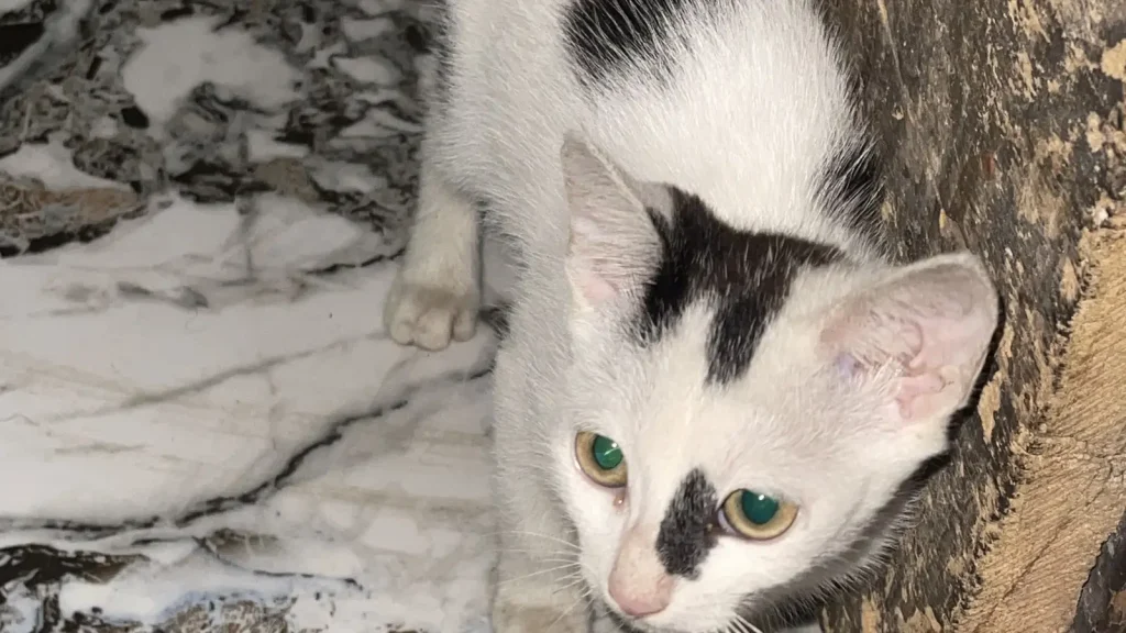 Domestic cat resting indoors with its flexible body and paws visible